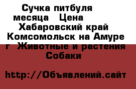 Сучка питбуля  1.5 месяца › Цена ­ 5 000 - Хабаровский край, Комсомольск-на-Амуре г. Животные и растения » Собаки   